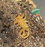 Magazoo Arizona  Bark scorpion /Centruroides sculpturatus