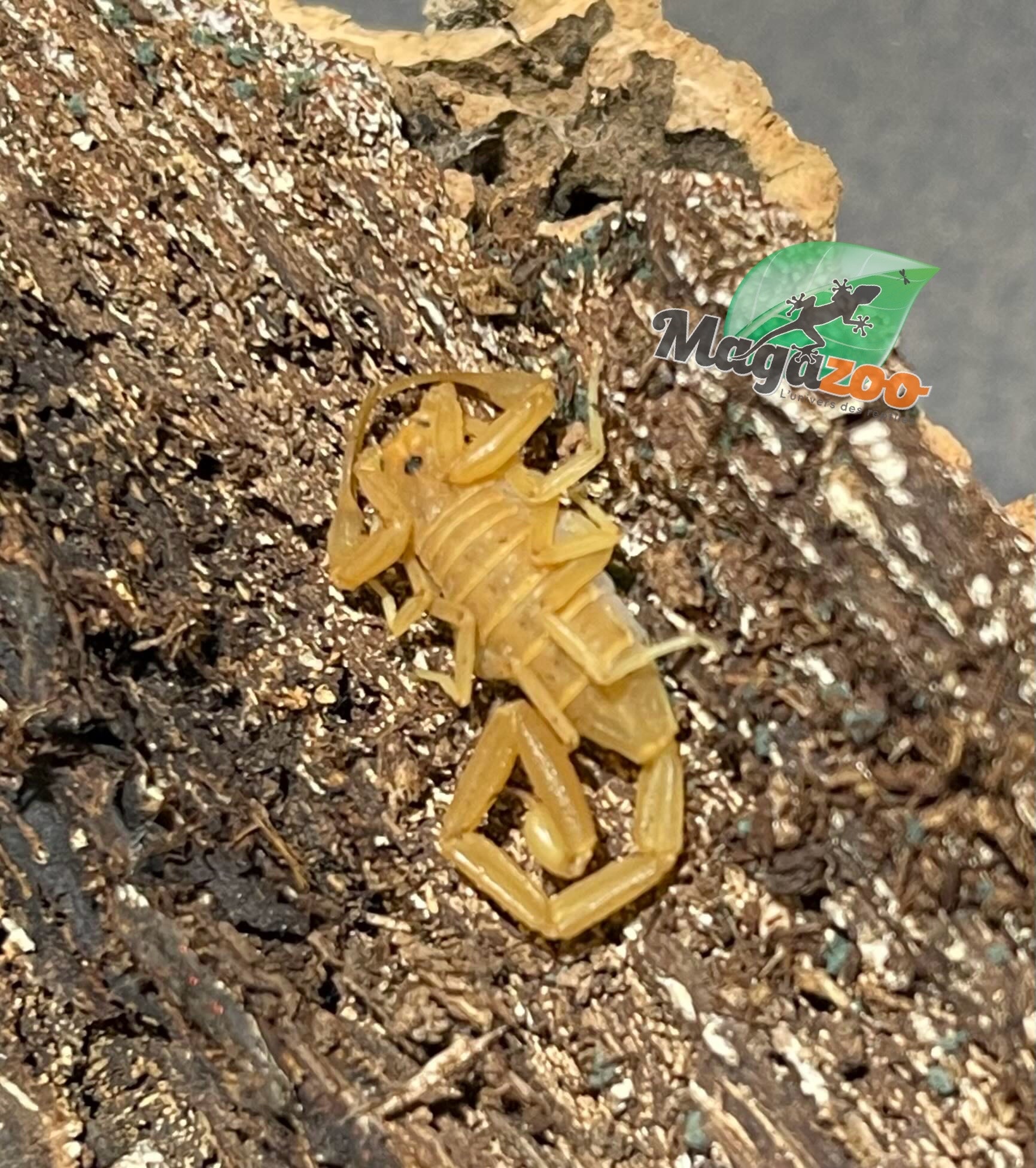 Magazoo Arizona  Bark scorpion /Centruroides sculpturatus