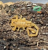 Magazoo Arizona  Bark scorpion /Centruroides sculpturatus