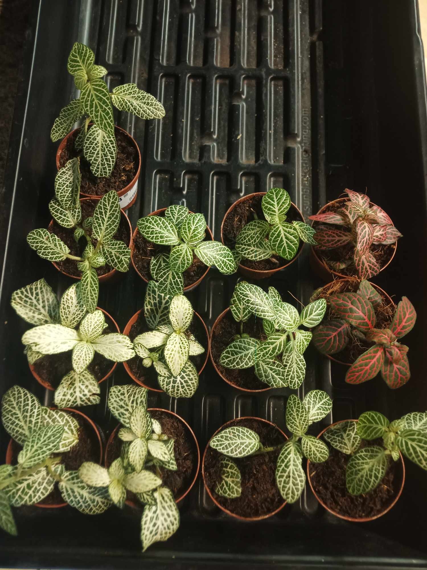 Magazoo Fittonia plant assorted