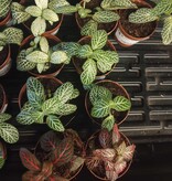 Magazoo Plante Fittonia assortis