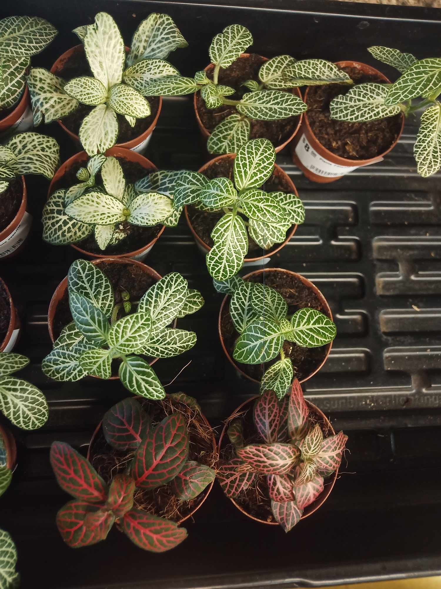 Magazoo Fittonia plant assorted