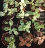 Magazoo Plante Fittonia assortis