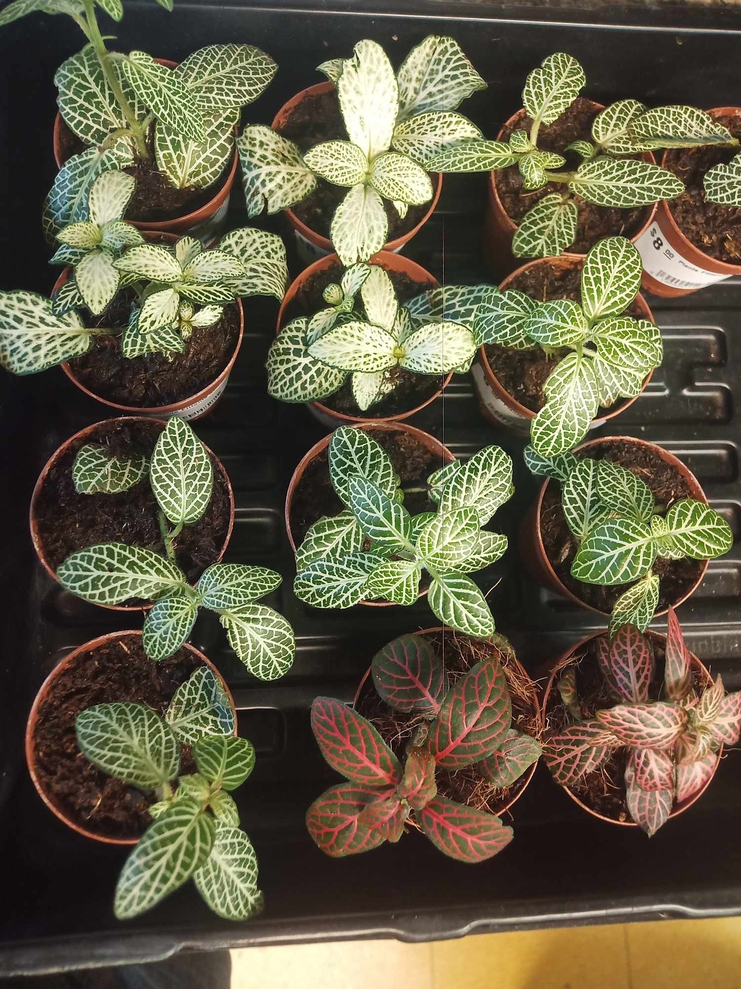 Magazoo Plante Fittonia assortis