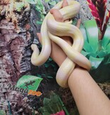 Magazoo Tricolor Honduran Milk Snake Snow Female