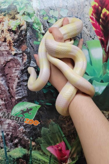Magazoo Serpent Laitier du Honduras Snow Femelle