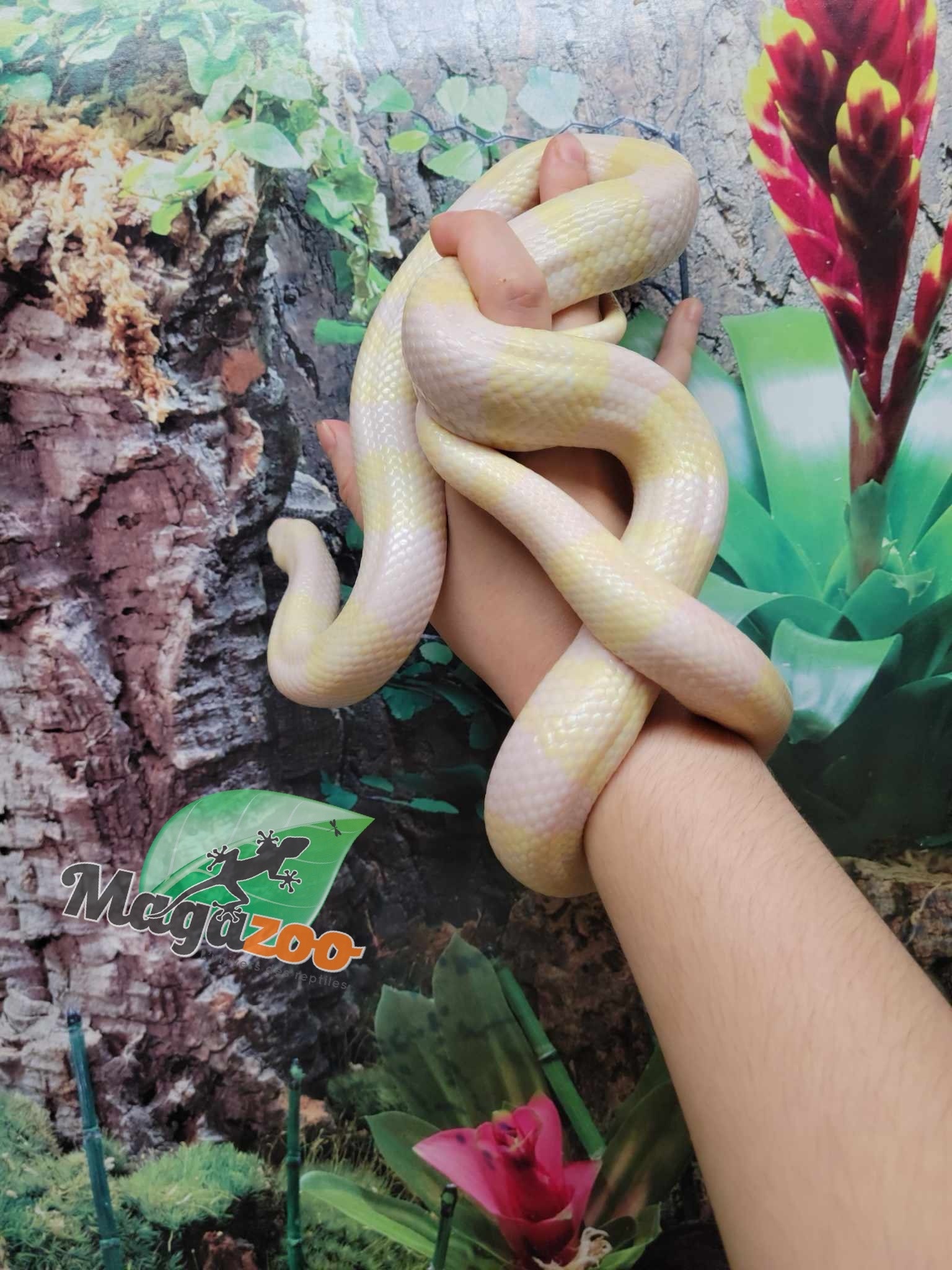 Magazoo Serpent Laitier du Honduras Snow Femelle