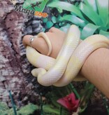 Magazoo Tricolor Honduran Milk Snake Snow Female