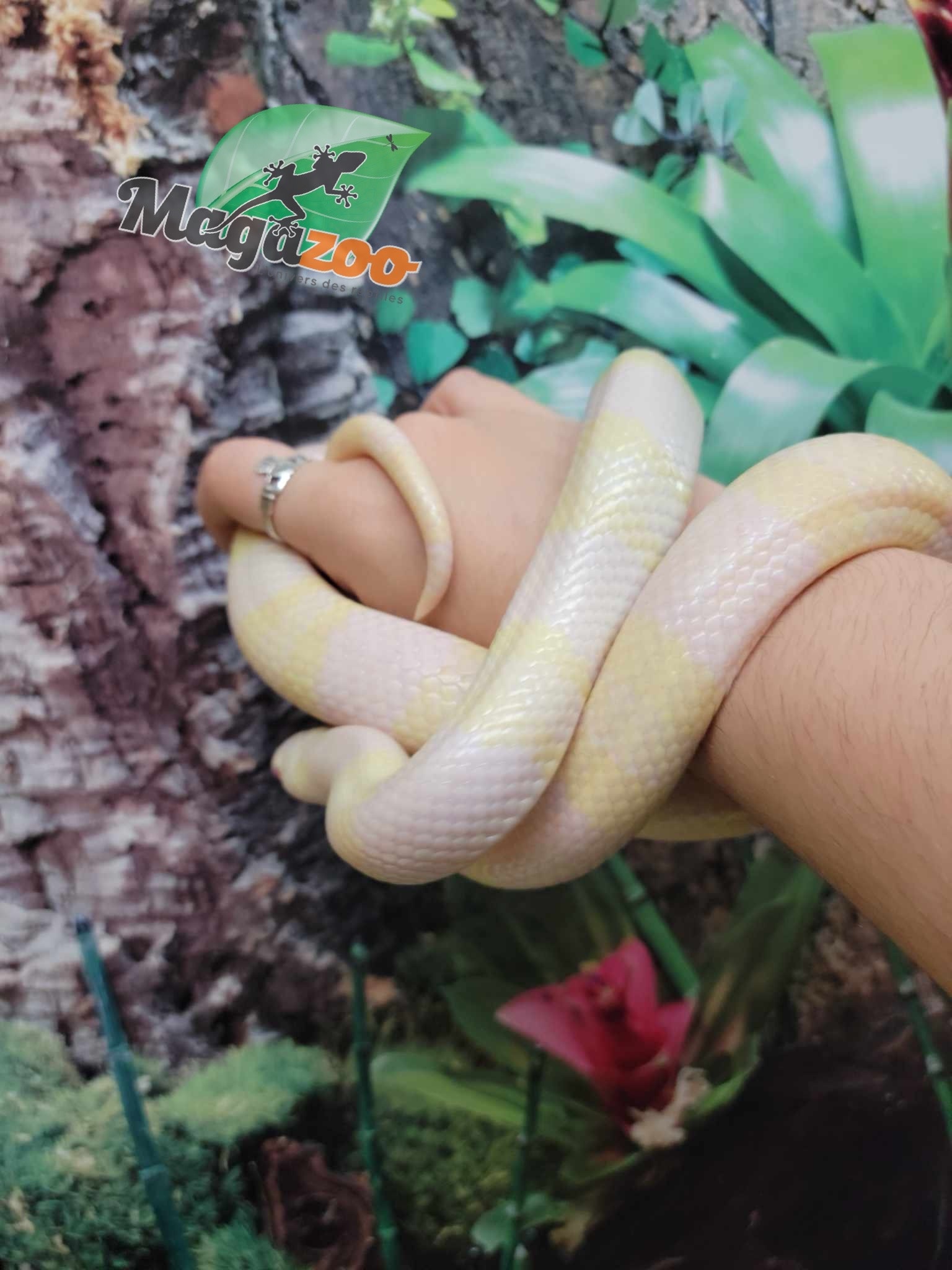 Magazoo Serpent Laitier du Honduras Snow Femelle