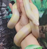 Magazoo Serpent Laitier du Honduras Snow Femelle