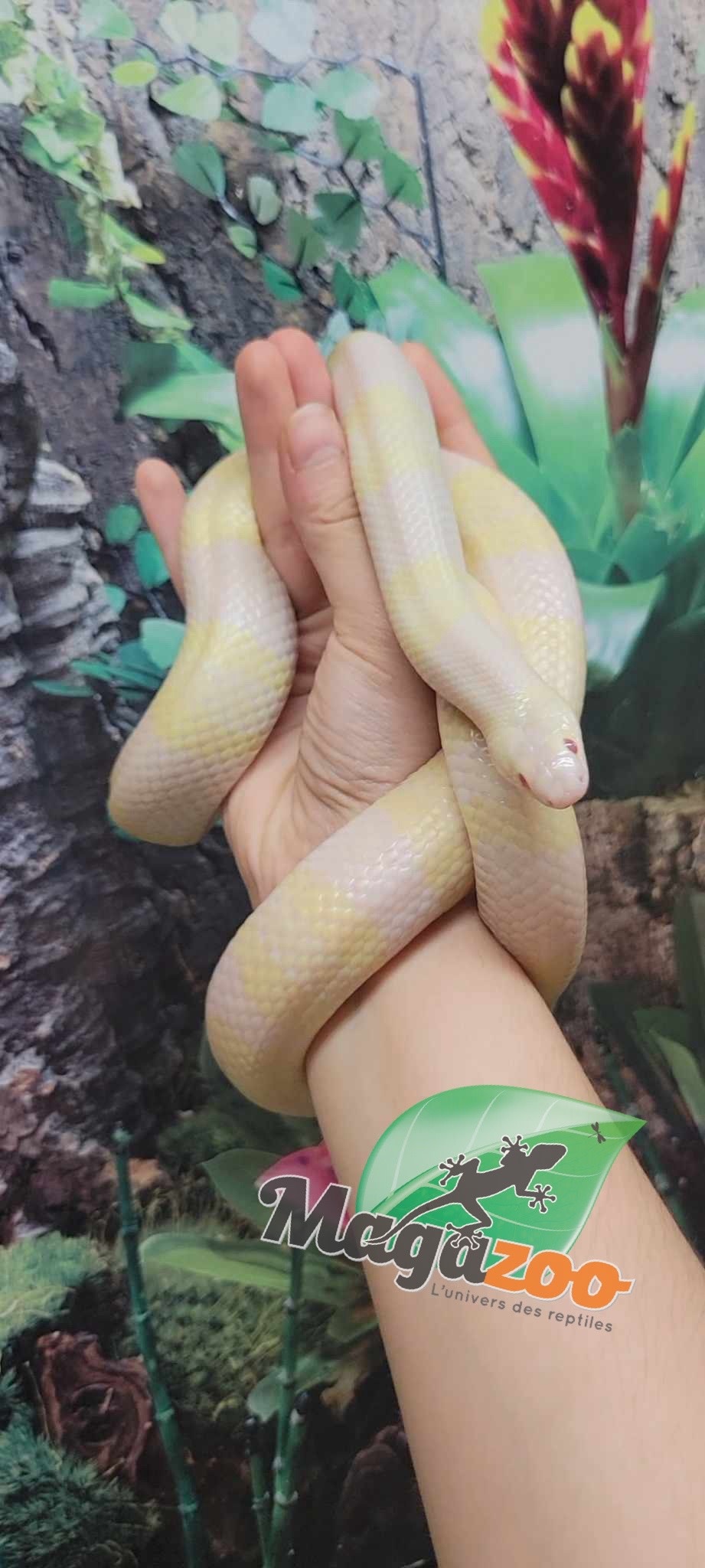 Magazoo Serpent Laitier du Honduras Snow Femelle