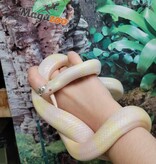 Magazoo Tricolor Honduran Milk Snake Snow Female