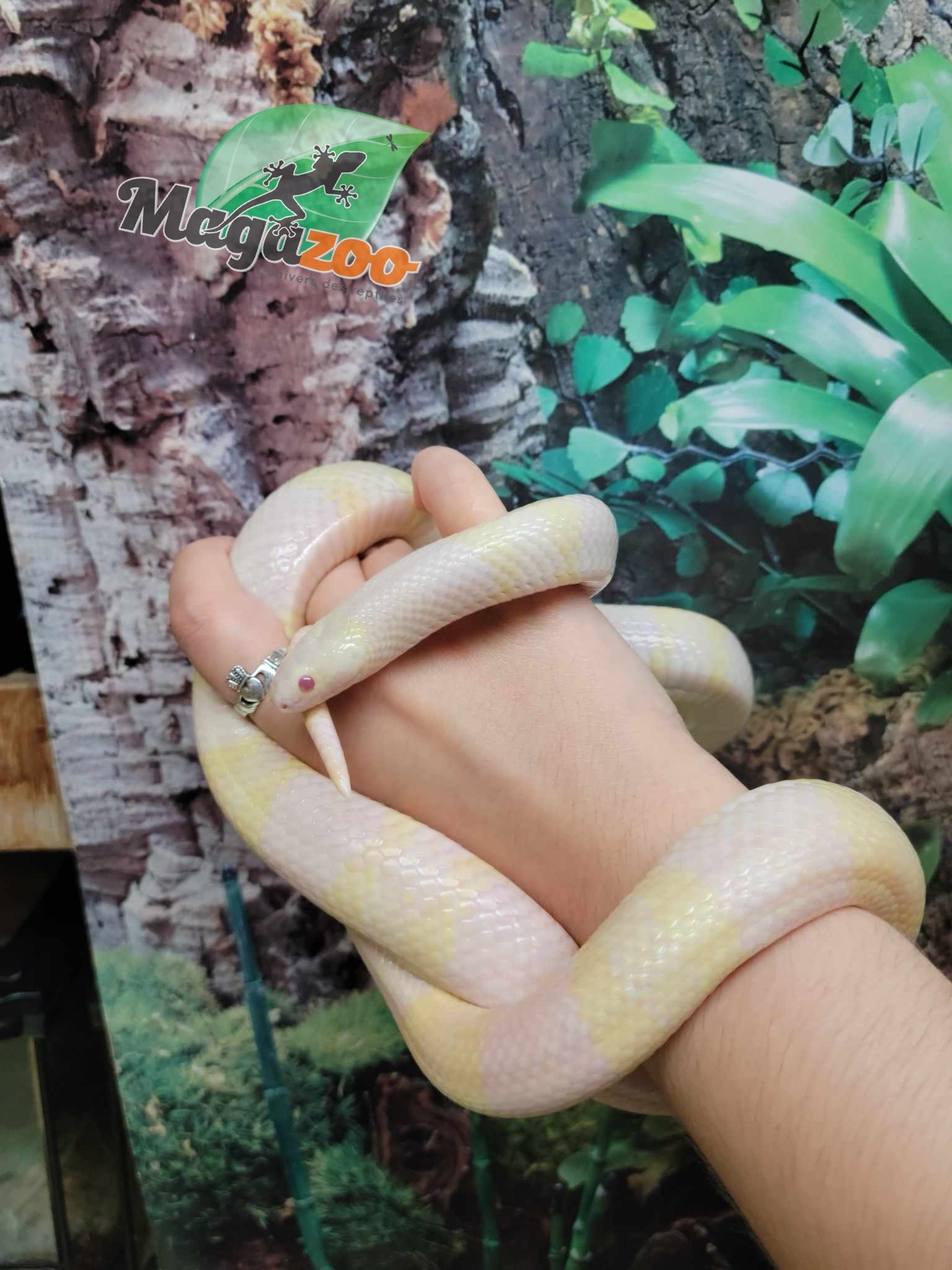 Magazoo Tricolor Honduran Milk Snake Snow Female