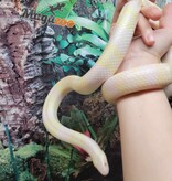 Magazoo Serpent Laitier du Honduras Snow Femelle