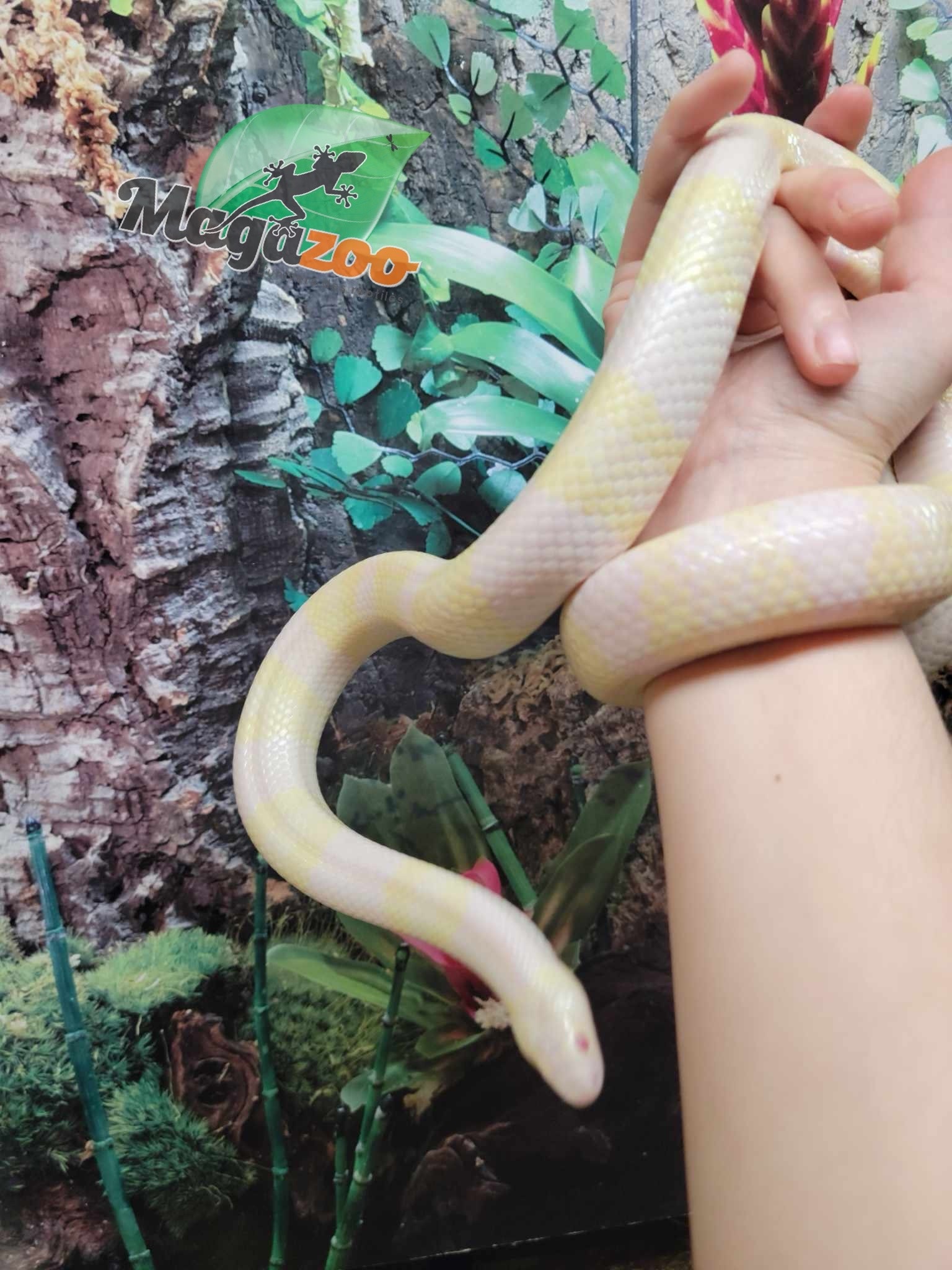 Magazoo Serpent Laitier du Honduras Snow Femelle