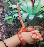 Magazoo Honduran Milk Snake Tangerine Albino Juvenile