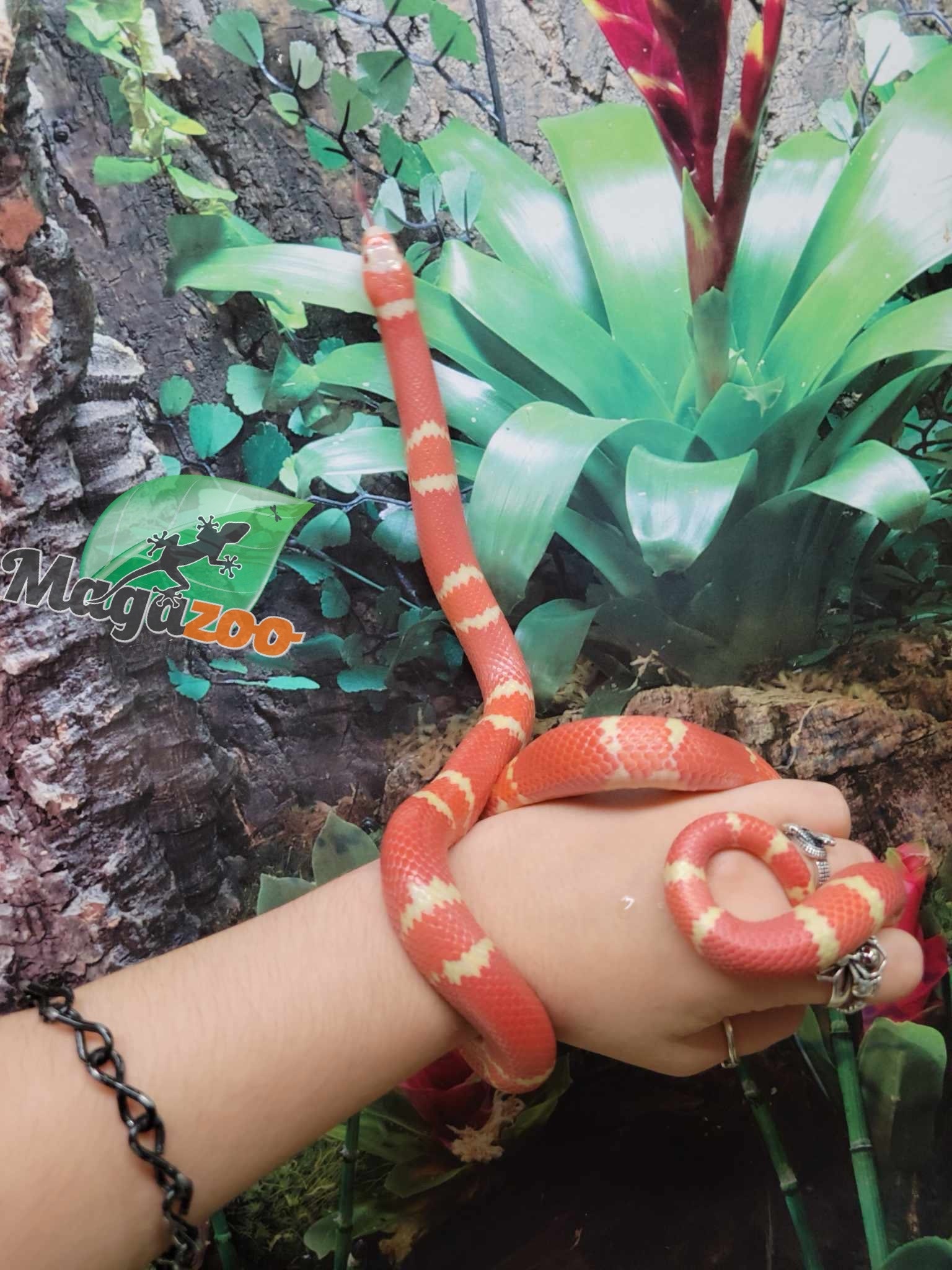 Magazoo Honduran Milk Snake Tangerine Albino Juvenile