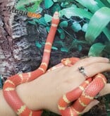 Magazoo Serpent laitier du Honduran Tangerine Albino Juvénile