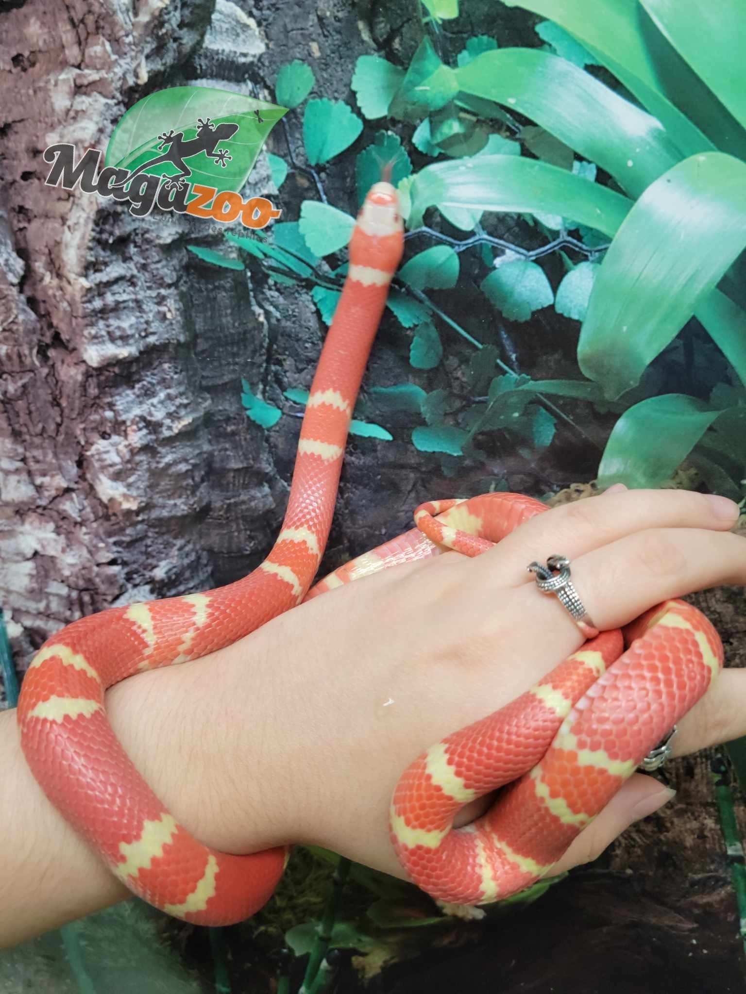 Magazoo Serpent laitier du Honduran Tangerine Albino Juvénile