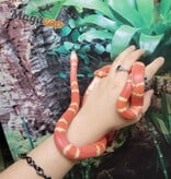 Magazoo Honduran Milk Snake Tangerine Albino Juvenile