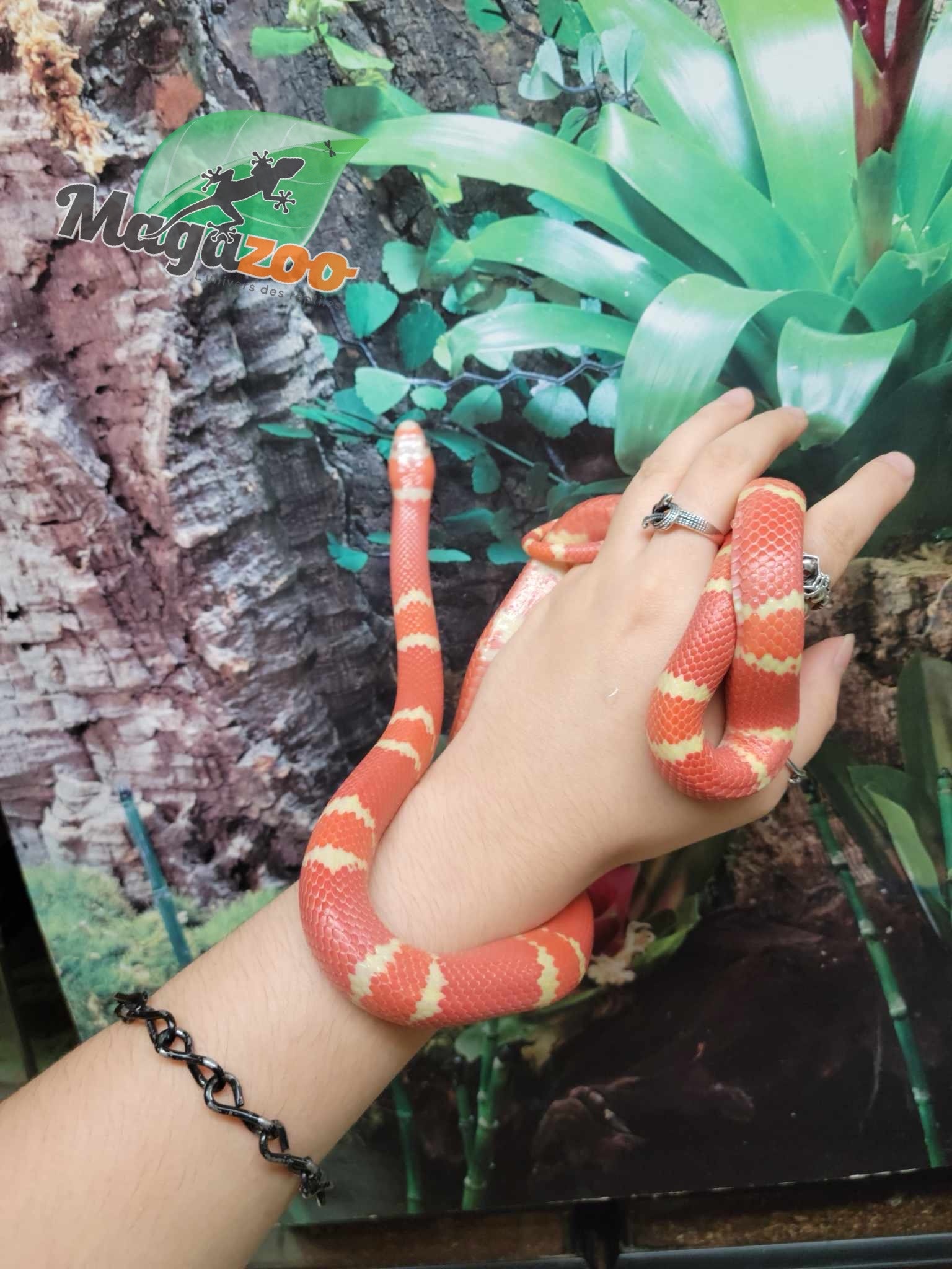 Magazoo Honduran Milk Snake Tangerine Albino Juvenile