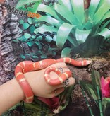 Magazoo Honduran Milk Snake Tangerine Albino Juvenile