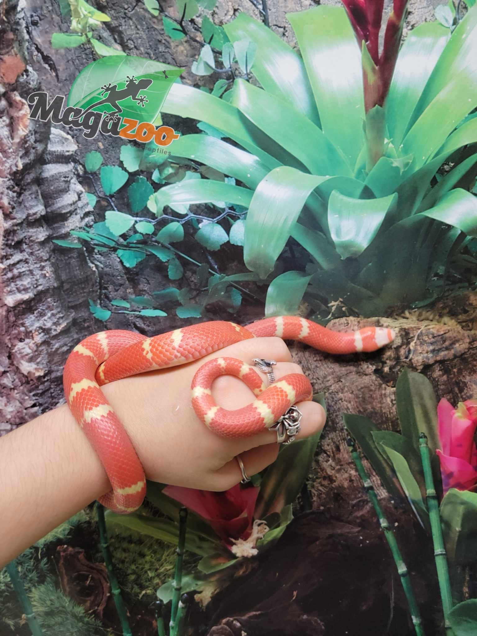 Magazoo Honduran Milk Snake Tangerine Albino Juvenile