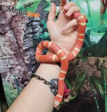 Magazoo Serpent laitier du Honduran Tangerine Albino Juvénile