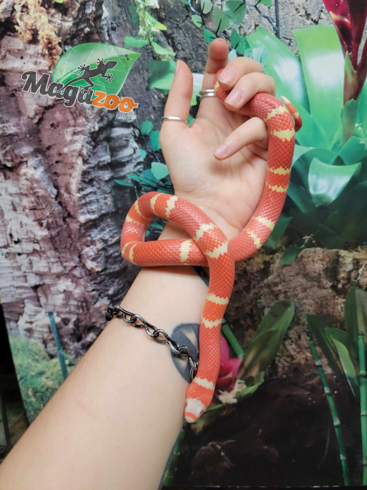 Magazoo Honduran Milk Snake Tangerine Albino Juvenile