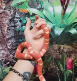 Magazoo Serpent laitier du Honduran Tangerine Albino Juvénile