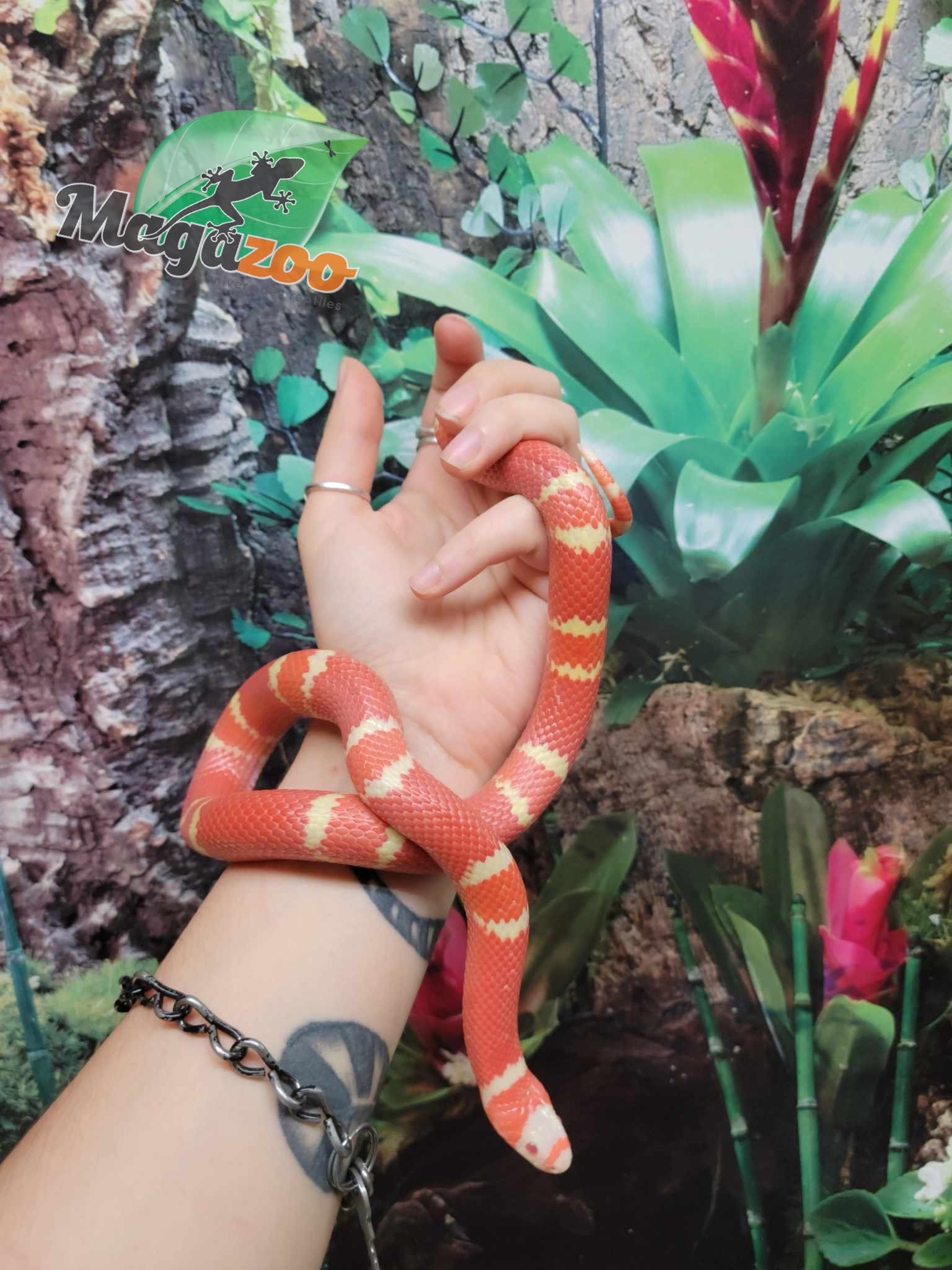 Magazoo Honduran Milk Snake Tangerine Albino Juvenile