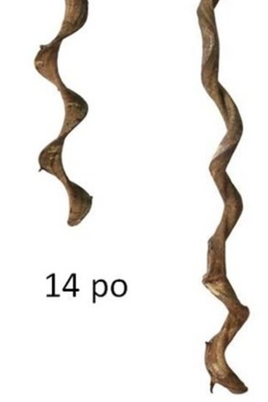 Prevue Hendryx Vertical branch