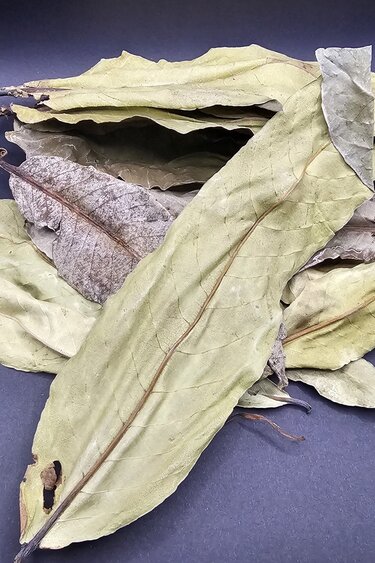 La Swamp LA SWAMP Feuilles de Kumbuk