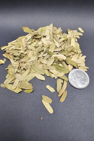 La Swamp LA SWAMP 0997 Feuille de tamarin 1 oz