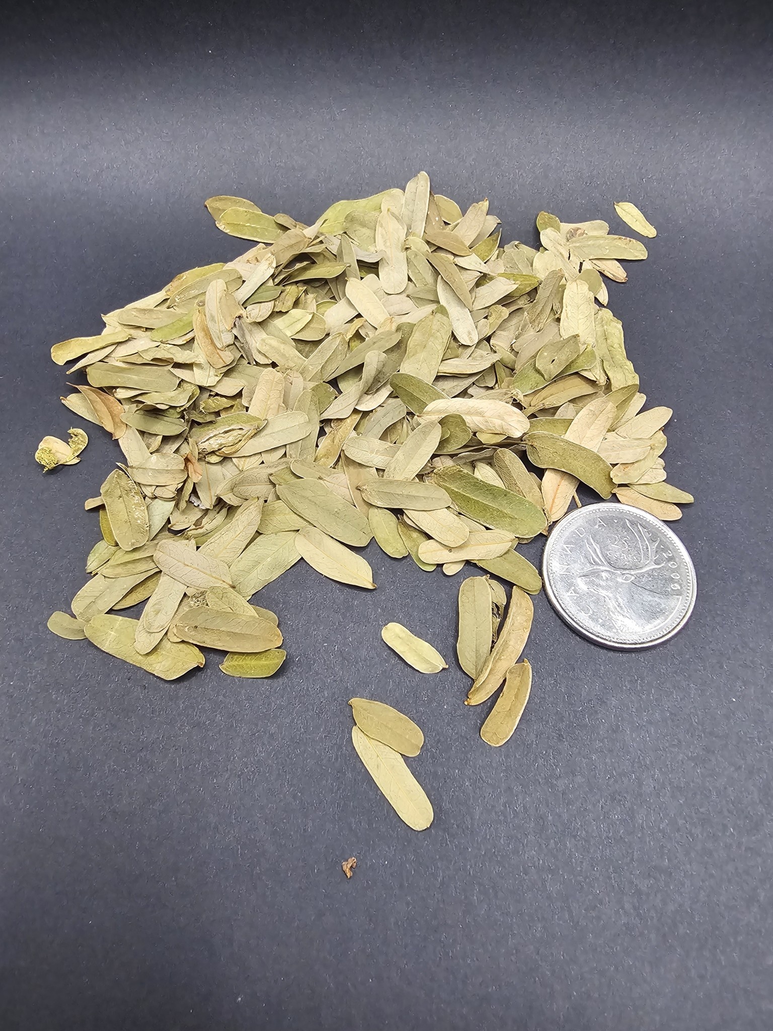 La Swamp LA SWAMP LEAF-TAM-1.0 Feuille de tamarin 1 oz
