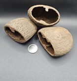 La Swamp LA SWAMP POD-PALM-2 Cosses de palmier 2X - Palm pods x2