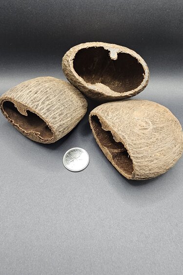 La Swamp LA SWAMP POD-PALM-2 Cosses de palmier 2X - Palm pods x2