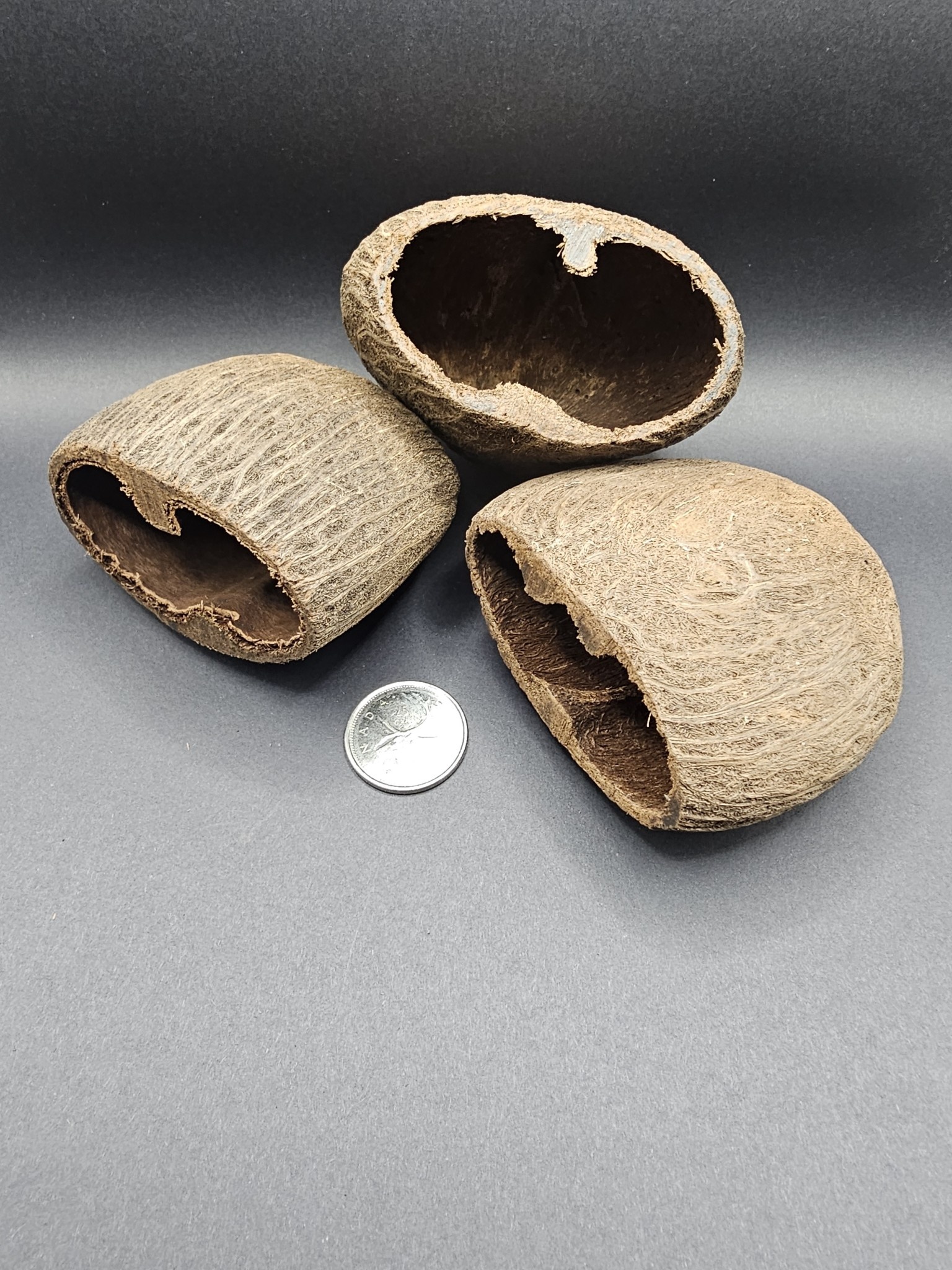 La Swamp Palm husks x2