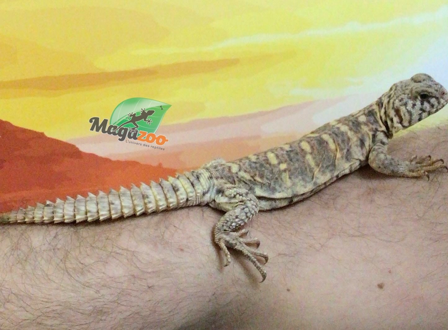 Magazoo Uromastyx ornata bébé #2