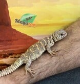 Magazoo Baby Uromastyx ornata #2