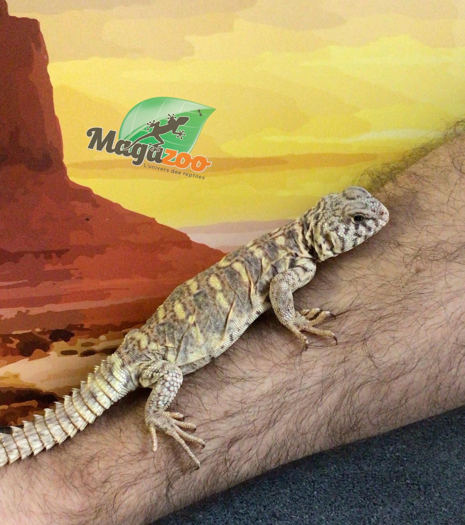 Magazoo Baby Uromastyx ornata #2