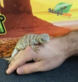 Magazoo Uromastyx ornata bébé #2