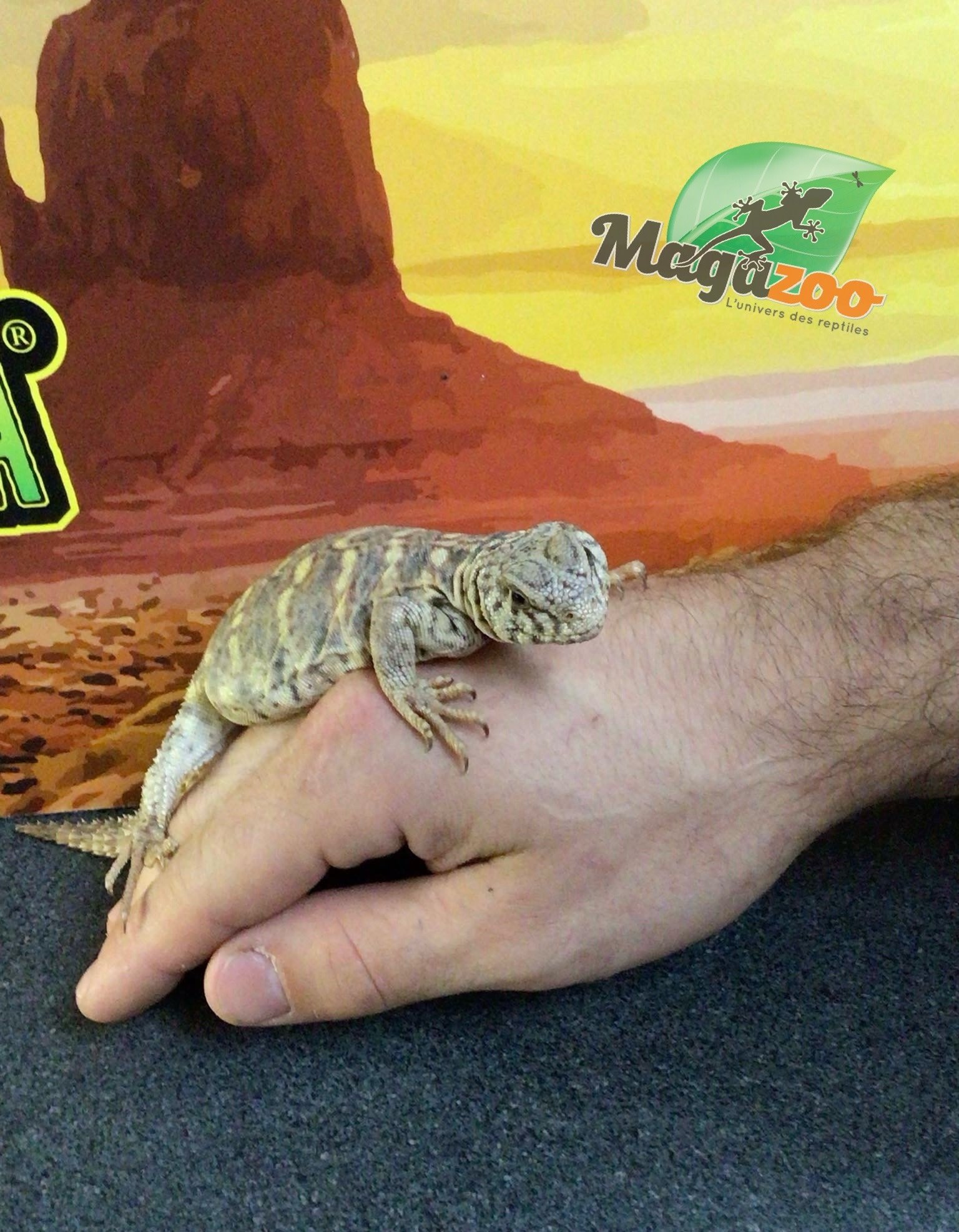 Magazoo Uromastyx ornata bébé #2