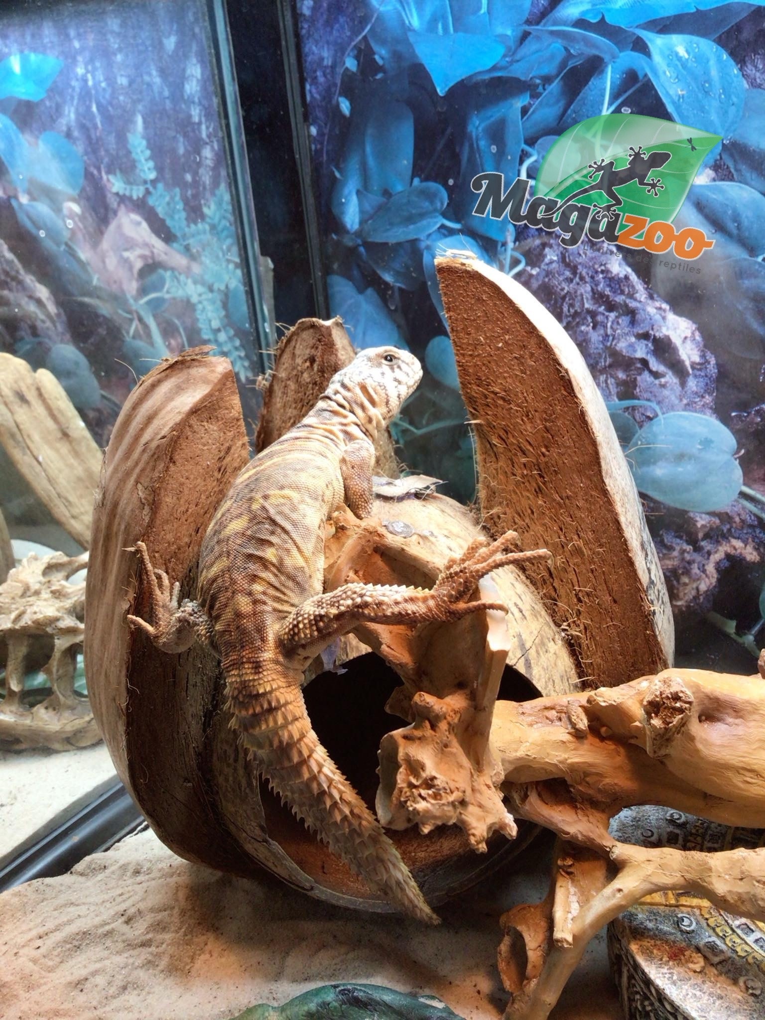 Magazoo Uromastyx ornata bébé #2