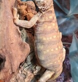 Magazoo Baby Uromastyx ornata #3