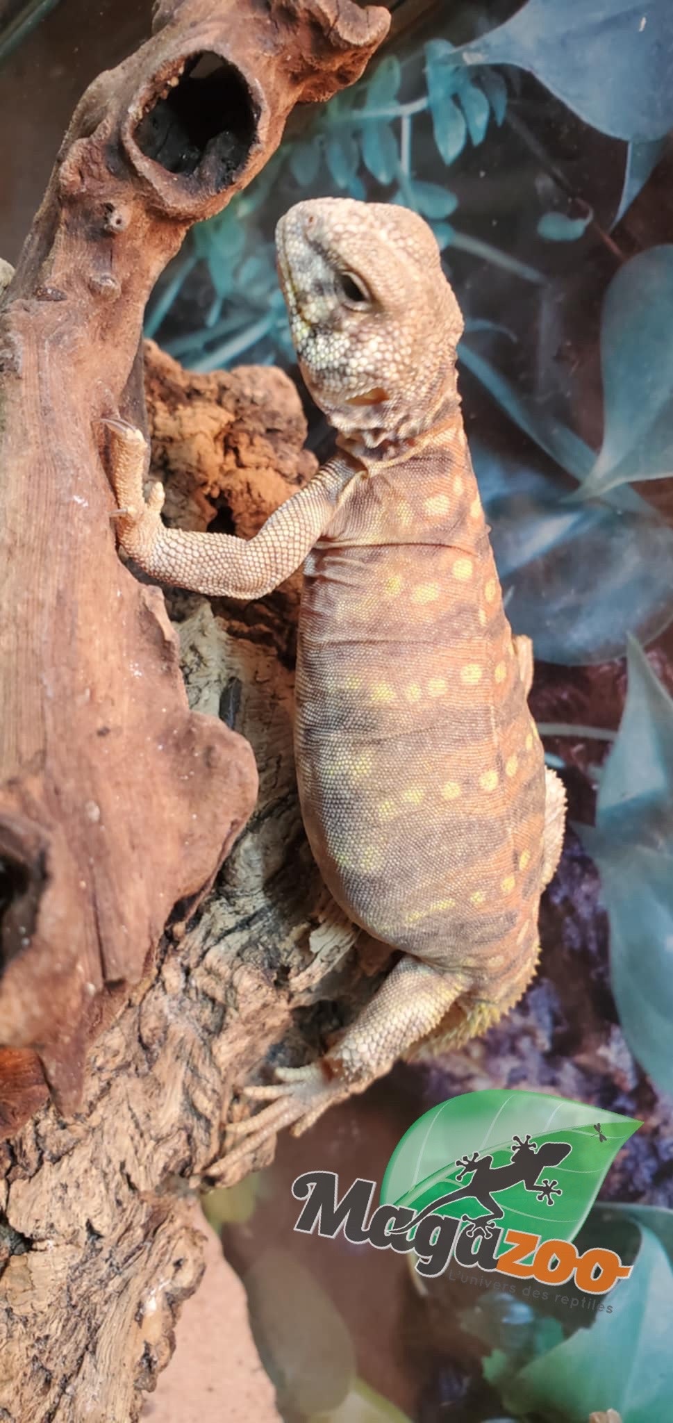 Magazoo Uromastyx ornata bébé #3