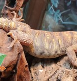 Magazoo Uromastyx ornata bébé #3