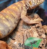 Magazoo Baby Uromastyx ornata #3