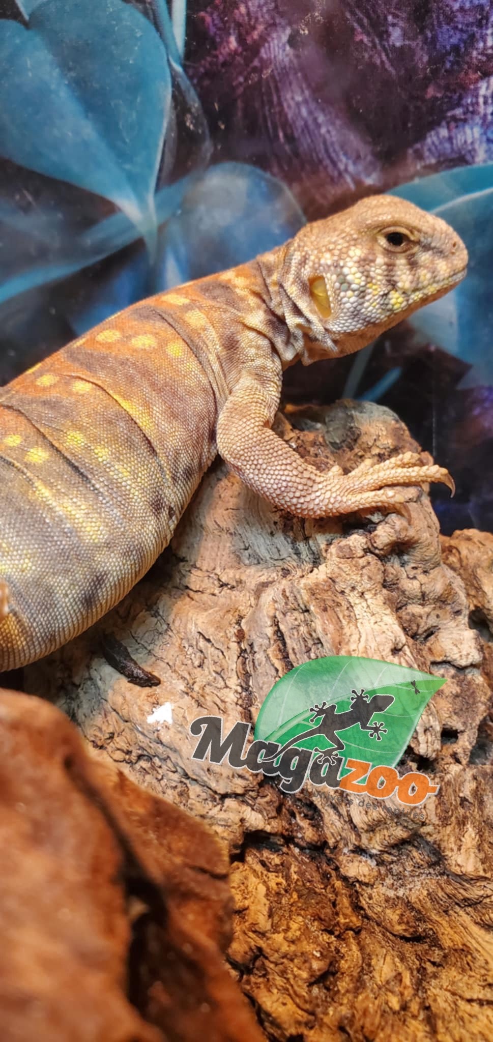 Magazoo Baby Uromastyx ornata #3