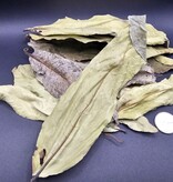 La Swamp LA SWAMP Feuilles de Kumbuk